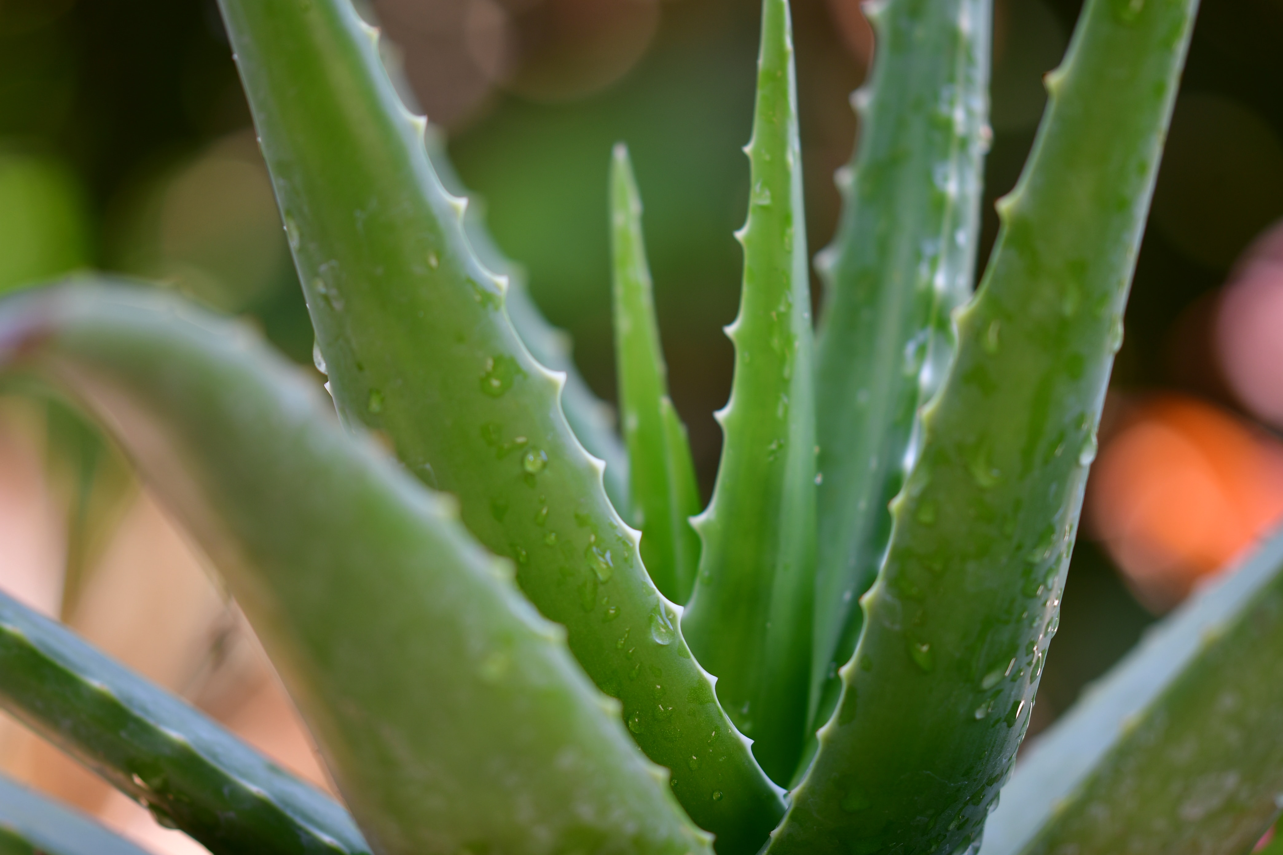 Aloe Vera Plantation Entretien Bienfaits Et Utilisations